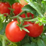 Томат Захват садовода за 0,1 г