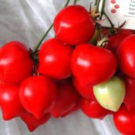 Томат гібрид 2 Тарасенко за 0,1 г