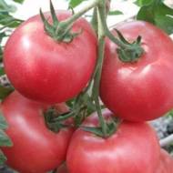 Томат Дар Заволжя рожевий за 0,2 г