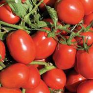 Томат Дельфо F1 за 10 нас.