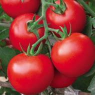 Томат Ковбой за 0,1 г