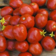 Томат Лампо F1 за 10 нас.