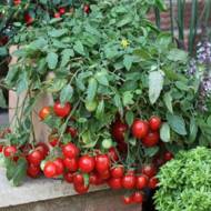 Томат кімнатний Лінда за 0,1 г