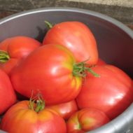 Томат Мазаріні за 0,1 г
