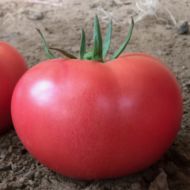 Томат Малиновий мішка за 0,1 г