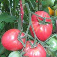 Томат Малиновий Ожаровський за 0,1 г