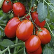 Томат Манжерок за 0,1 г