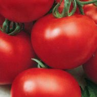 Томат Манімейкер за 0,2 г
