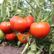 Томат Олігарх за 0,1 г