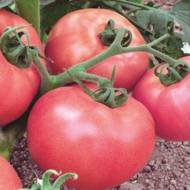 Томат Рожева мрія за 0,1 г