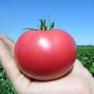Томат Тарпан F1 за 10 нас.