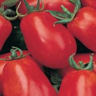 Томат Транс Ріо за 0,1 г