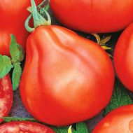 Томат трюфель червоний за 0,1 г