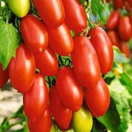 Томат Хайпіл 108 за 10 нас.