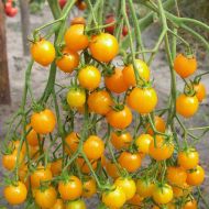 Томат Черрі жовтий за 0,1 г