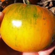 Томат Зебра жовта за 0,1 г