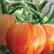 Томат Зебра помаранчева за 0,1 г