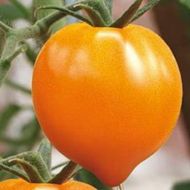 Томат Золоте серце за 0,1 г