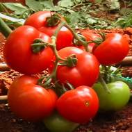 Томат Іванич F1 за 0,1 г