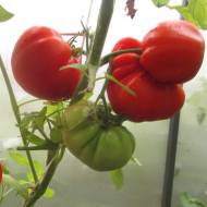 Томат Імператор Чу-Фу за 0,2 г