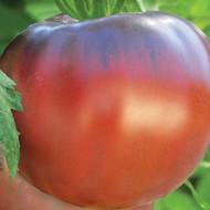 Томат Індійський смугастий за 0,1 г