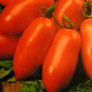 Томат Каспар F1 за 10 нас.