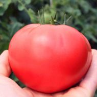 Томат Китайський Велетень за 0,1 г