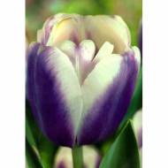 Тюльпан тріумф Atlantis