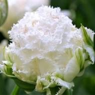 Тюльпан махровий бахромчастий Snow Crystal