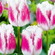 Тюльпан бахромчастий Siesta