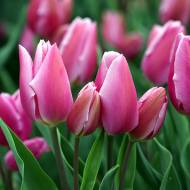 Тюльпан багатоквітковий Happy Family