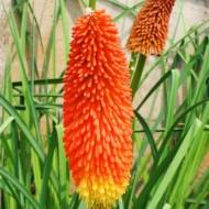 Кніфофія Uvaria Grandiflora