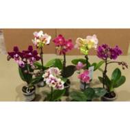 ФАЛЕНОПСИС МІНІ МІКС