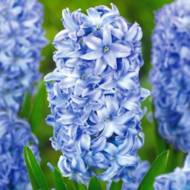 Гіацинт Sky Jacket