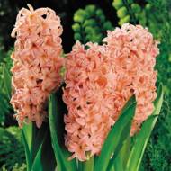 Гиацинт Gipsy Queen