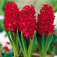 Гиацинт Jan Bos