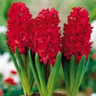 Гиацинт Jan Bos