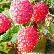 Саженец Малина Жар Птица