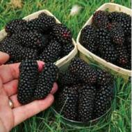 Саджанець Ожина Бжезіна