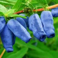 Саджанець Жимолость Ребека в контейнері