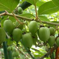 Саджанець Актинідія аргута Оригінальна (жіноча)