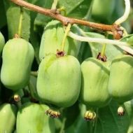 Саджанець Актинідія аргута Київська Крупноплідна в контейнері