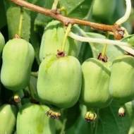 Саджанець Актинідія аргута Київська Крупноплідна в контейнері