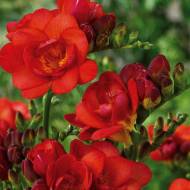 Фрезія червона (5/6)