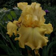 Ірис бородатий Файєр Флай