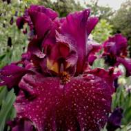 Ірис бородатий Сетеді найт лайф