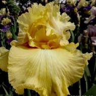 Ірис Бородатий Давнінг