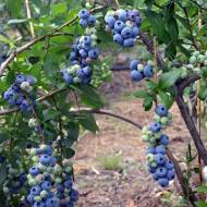 Саджанець Чорниця Блю Кроп