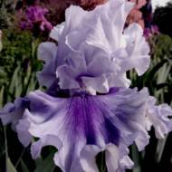 Ірис бородатий Асцент Оф Енжелс