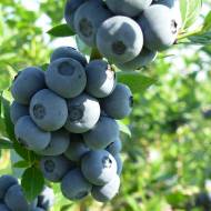 Саджанець Лохина Деніс Блю